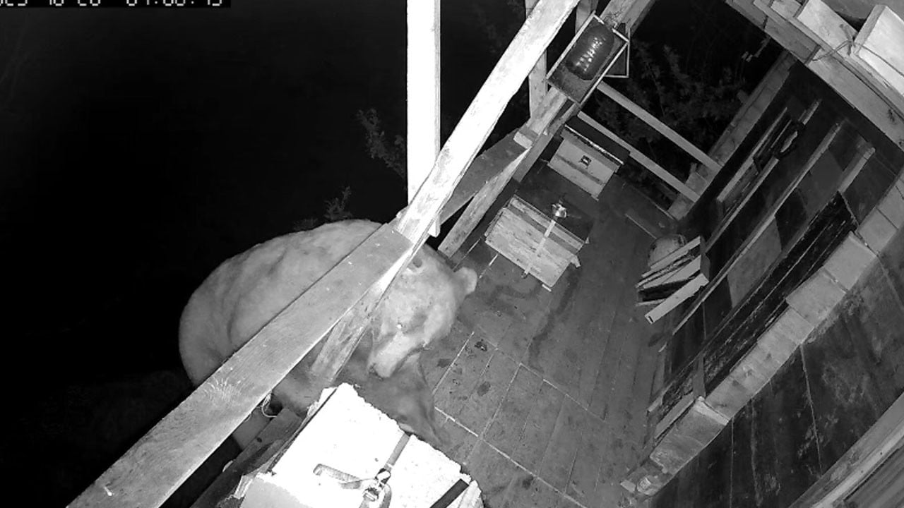 Balın tadı aklında kaldı! Yaramaz ayı aynı yere ertesi gün böyle döndü