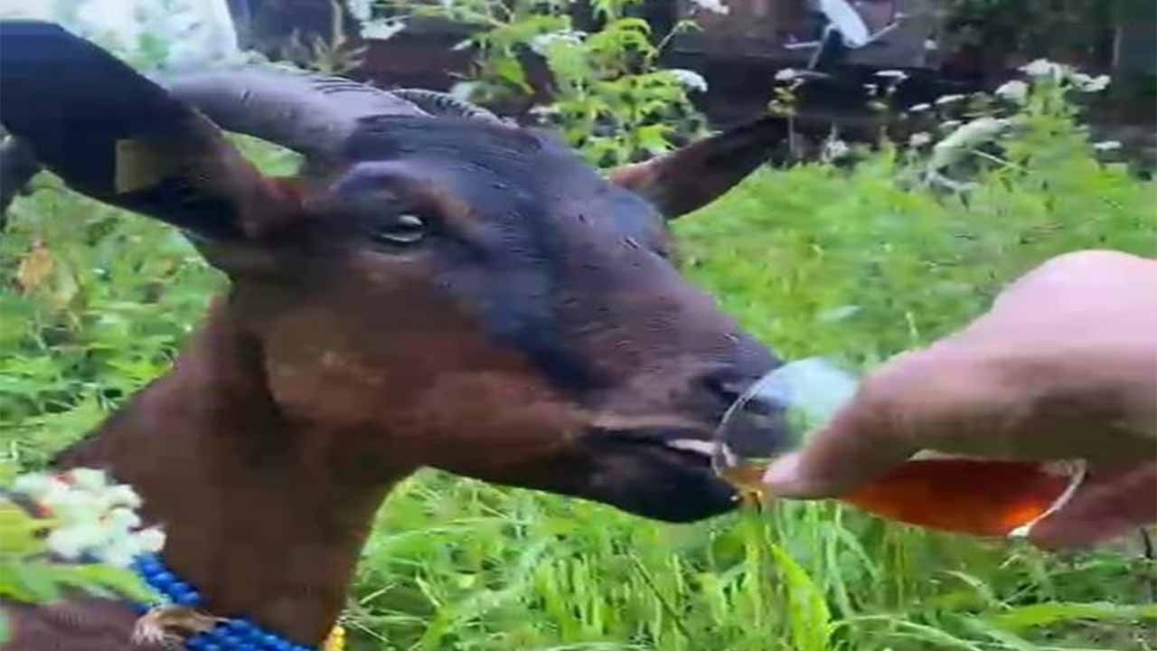 Bardaktan çay içen keçinin görüntüleri herkesi tebessüm ettirdi