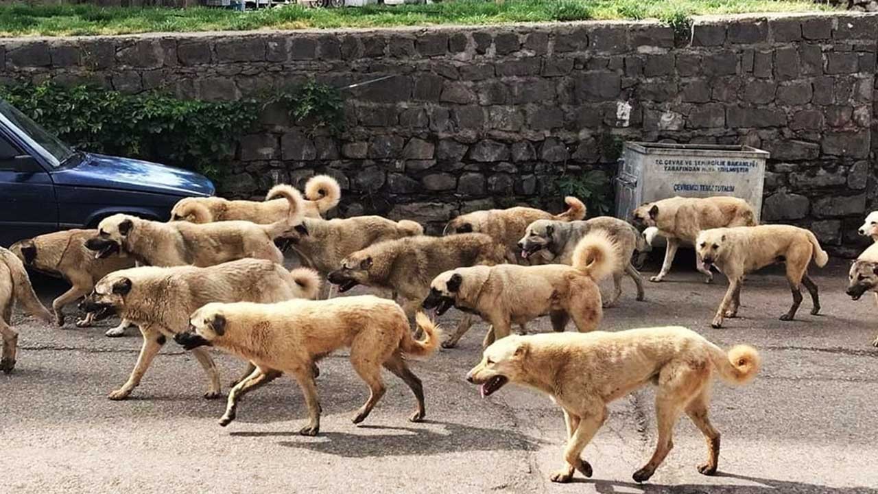 Başıboş köpek lobisi! Mama fabrikaları olan vekiller kim?