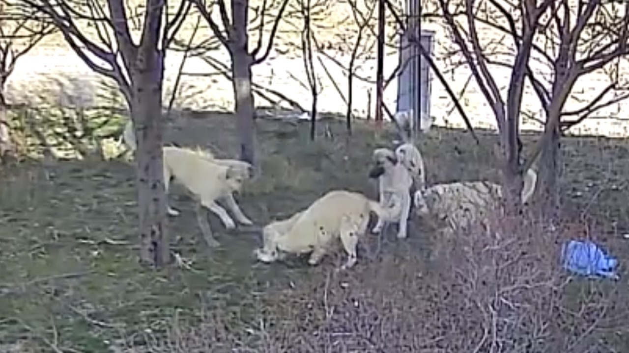 Başıboş köpekler saldırdıkları kediyi paramparça etti