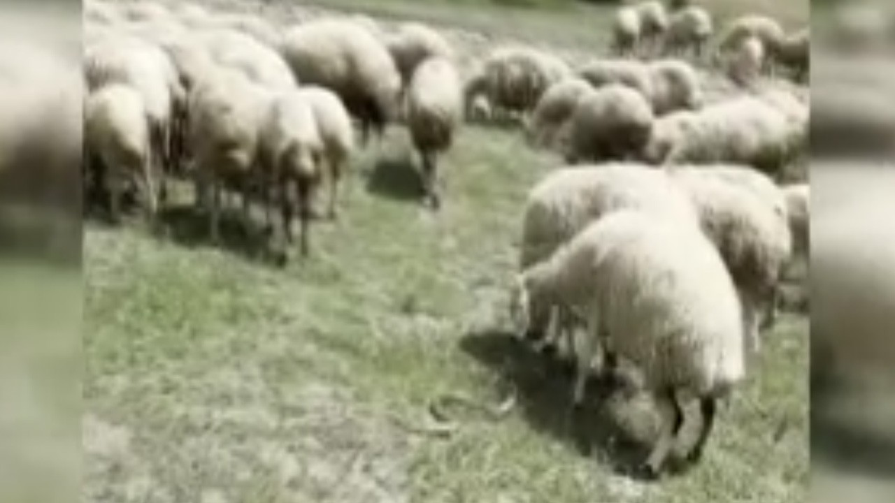 Başkent'te koyun sürüsüne saldıran yılan şaşırttı