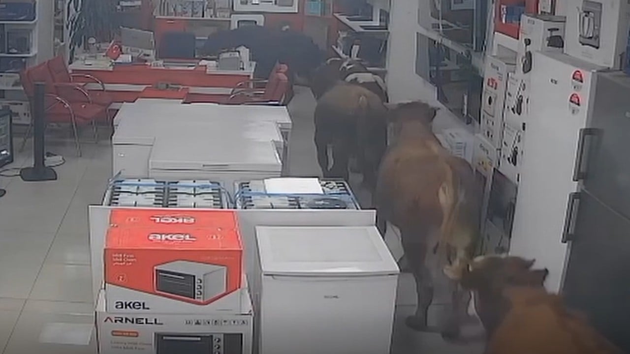 Batman'da kaçan 9 inekten bir iş yerine toplu baskın!