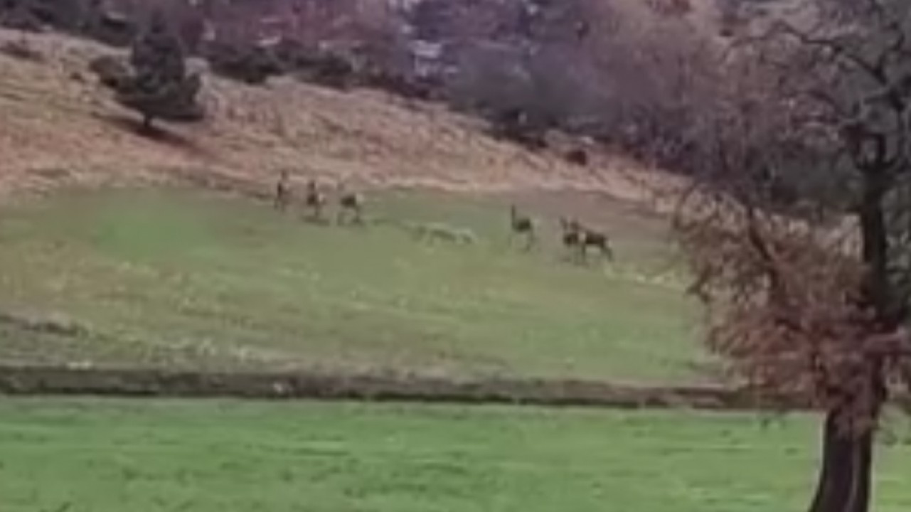 Beypazarı'nda yiyecek arayan yaban geyikleri yola indi
