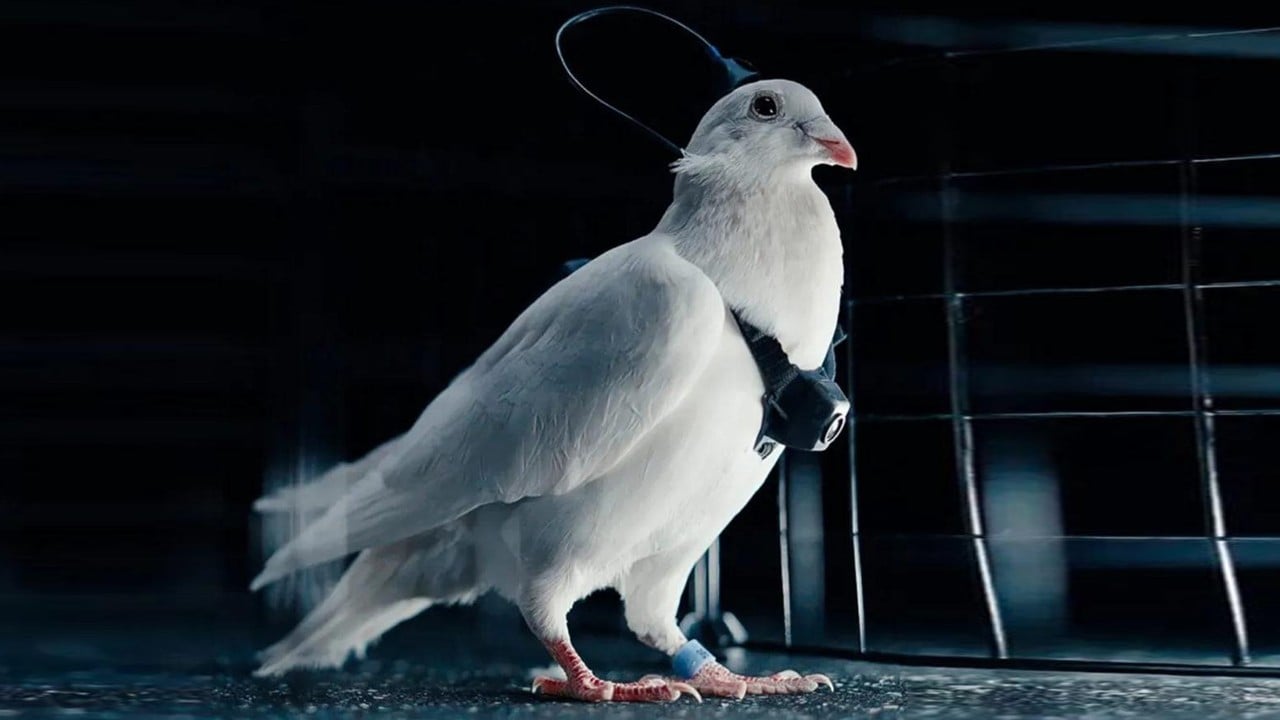 Bilim kurgu gerçek oldu: Beyin çipi güvercinleri drone çevirdi