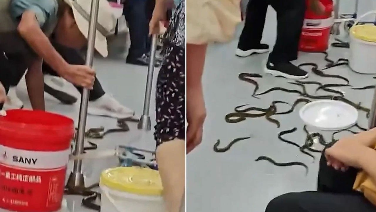 Bin anda onlarcası ortalığa saçıldı! Metroda yılan balığı paniği