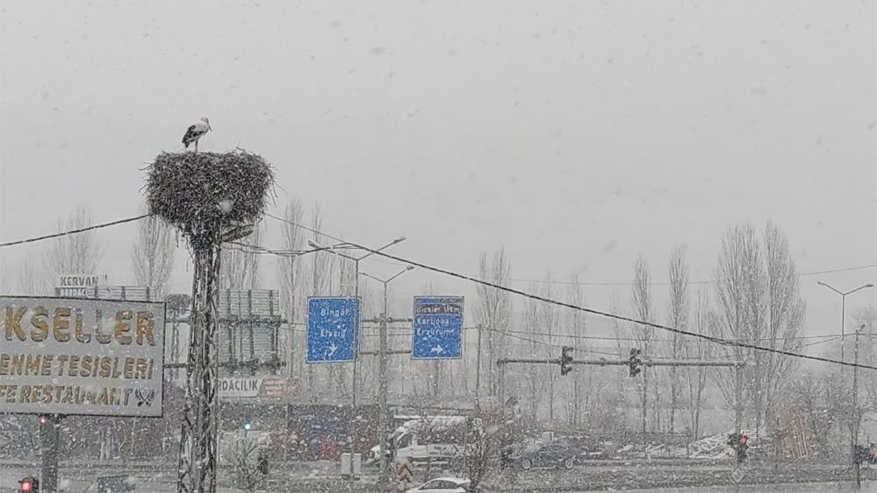 Bingöl'e erken gelen leylekler kara yakalandı