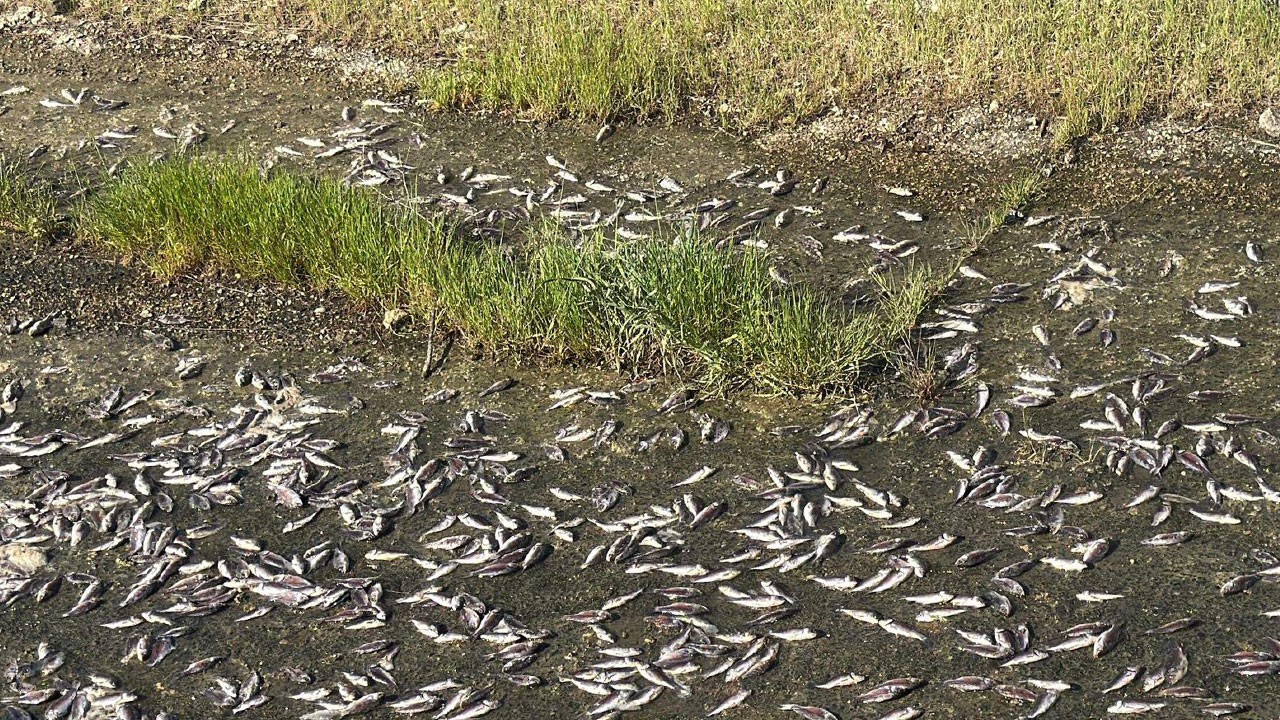 Binlerce balık kıyıya vurdu! Tekirdağ’da gölette korkutan manzara