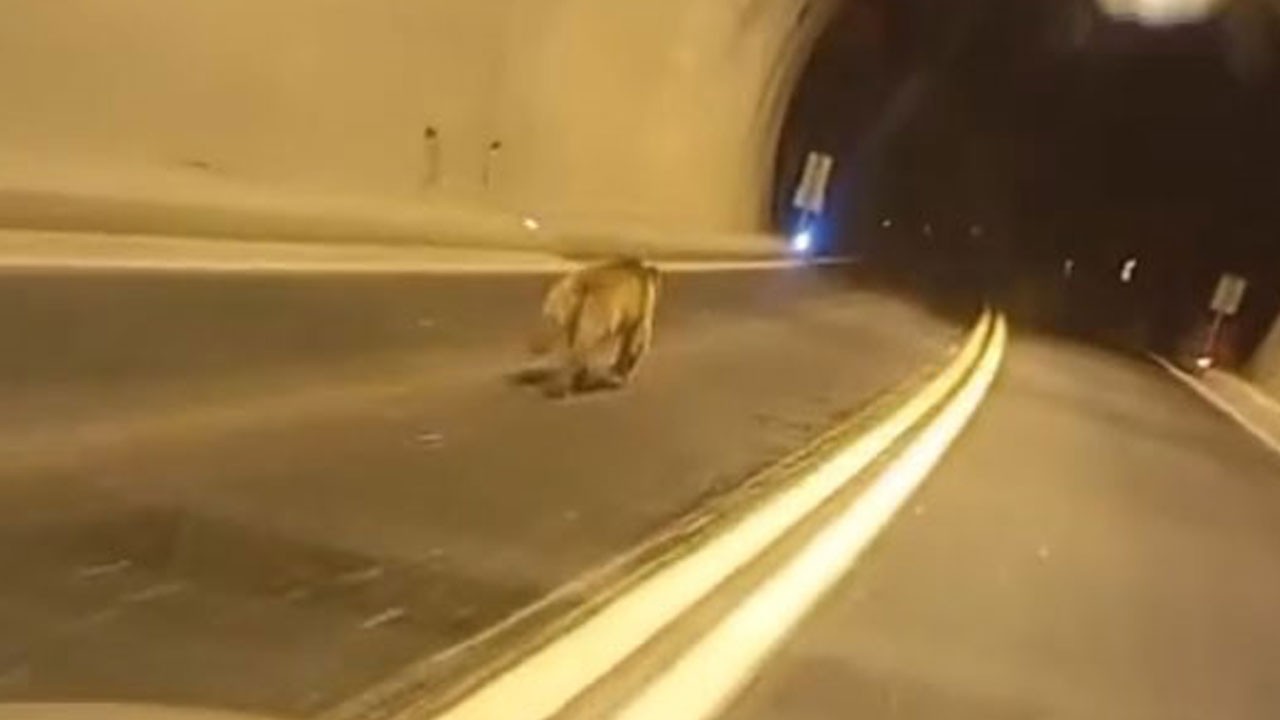 Bir anda aracın önüne çıktı! Ayı tünel boyunca koştu