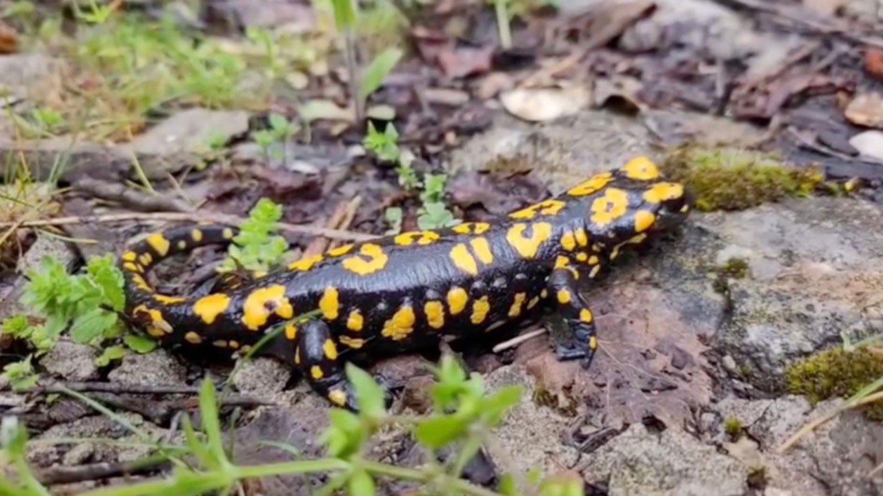 Bir anda karşılarına çıktı! Nesli tehlike altında, görüntülenmesi bile zor
