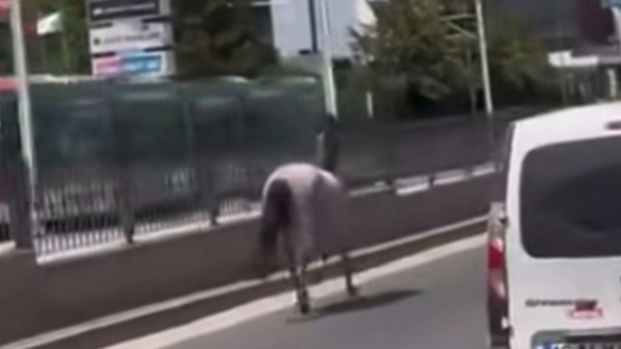 Bursa'da başıboş atlar trafiği tehlikeye attı