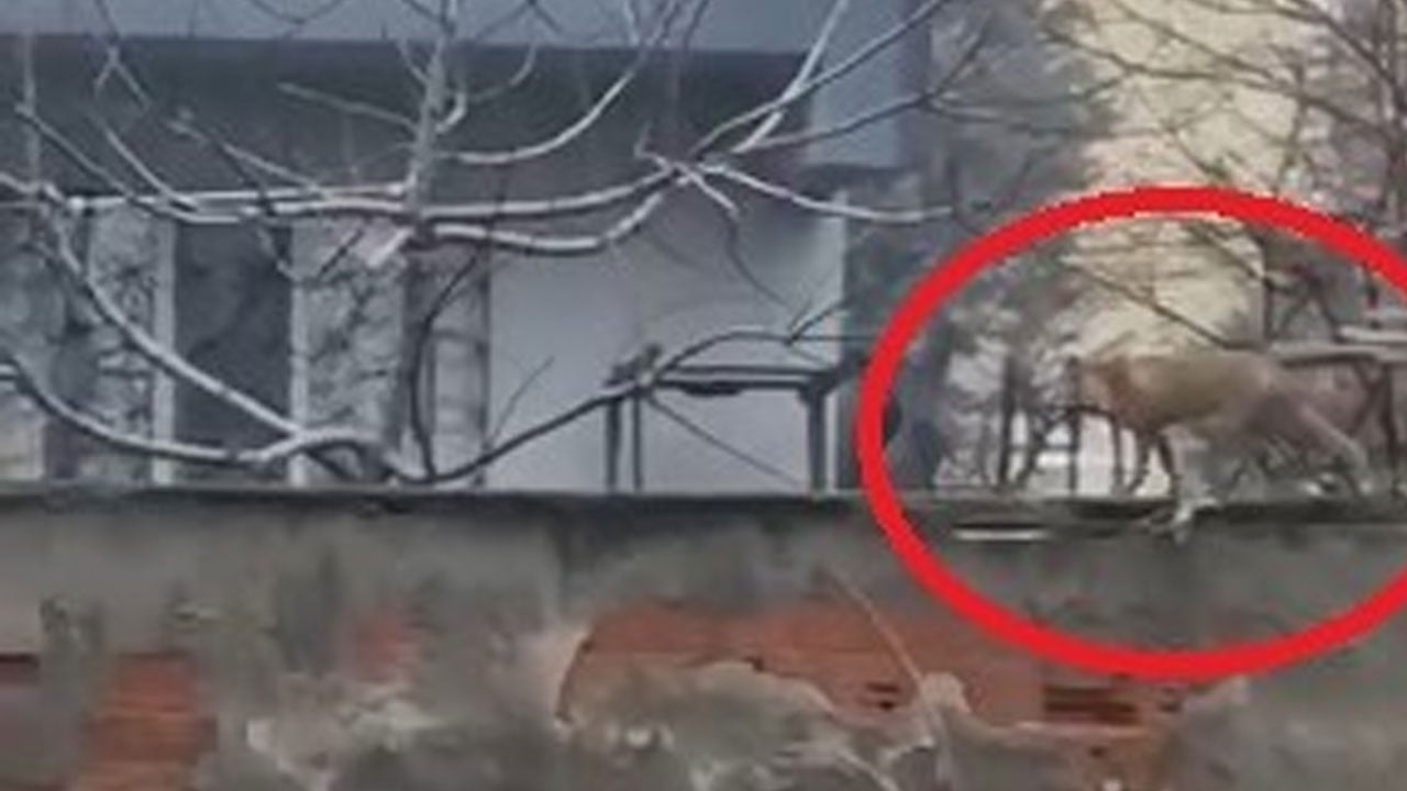 Bursa’da şaşırtan görüntü! Aç kalan tilki şehre indi