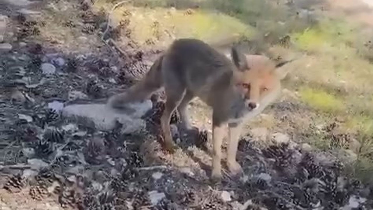 Bursa’da şaşırtan görüntü