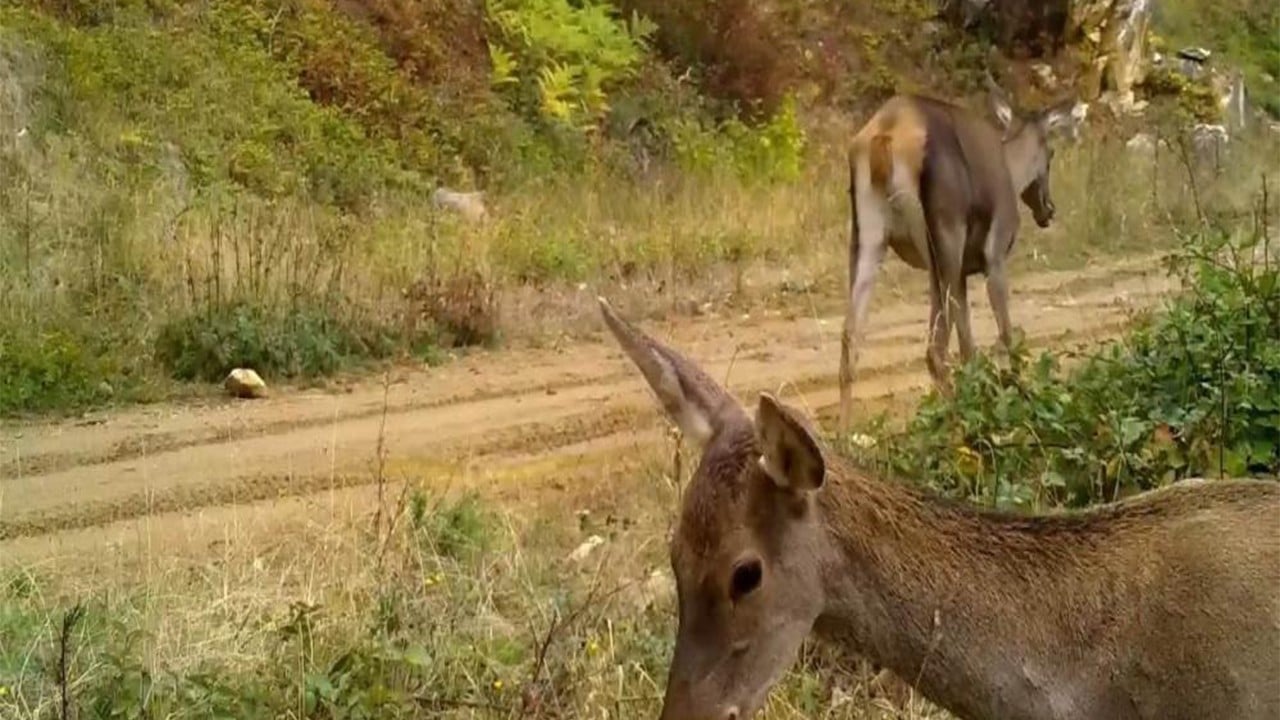  Bursa'nın kızıl geyikleri fotokapana takıldı
