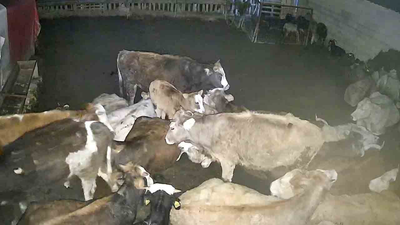 Büyükbaş hayvanlar savundu: Kurt sürüsüne geçit vermediler