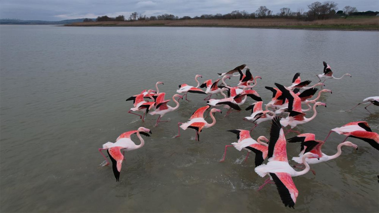 Büyükçekmece Gölü flamingolara ev sahipliği yaptı