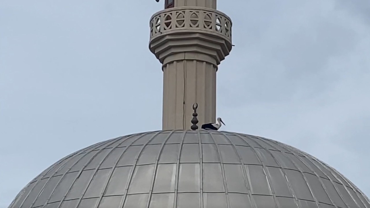 Cami kubbesindeki leylek yuvası güvenli alana taşındı