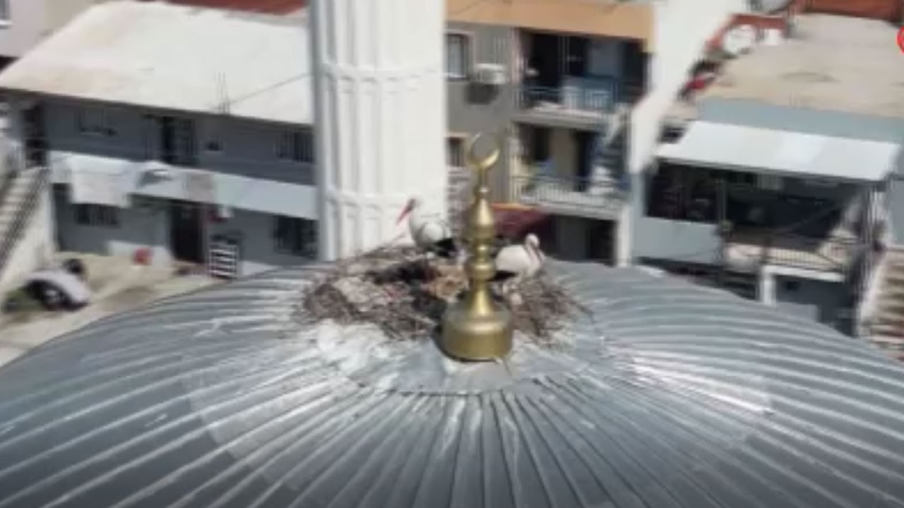 Cami kubbesini 6 yıldır yuvaya çeviren leylekler mahalleye renk kattı