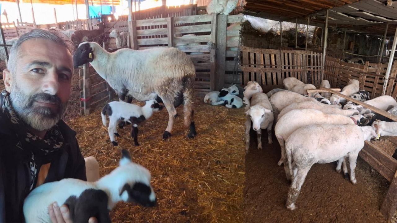 Çeşme Koyunu ile Fransa koçunu melezlediler! Verimi böyle katladılar