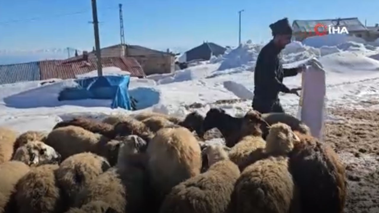 Çetin kış şartlarının hüküm sürdüğü Süphan Dağı’nın eteğinde zorlu hayvancılık mücadelesi
