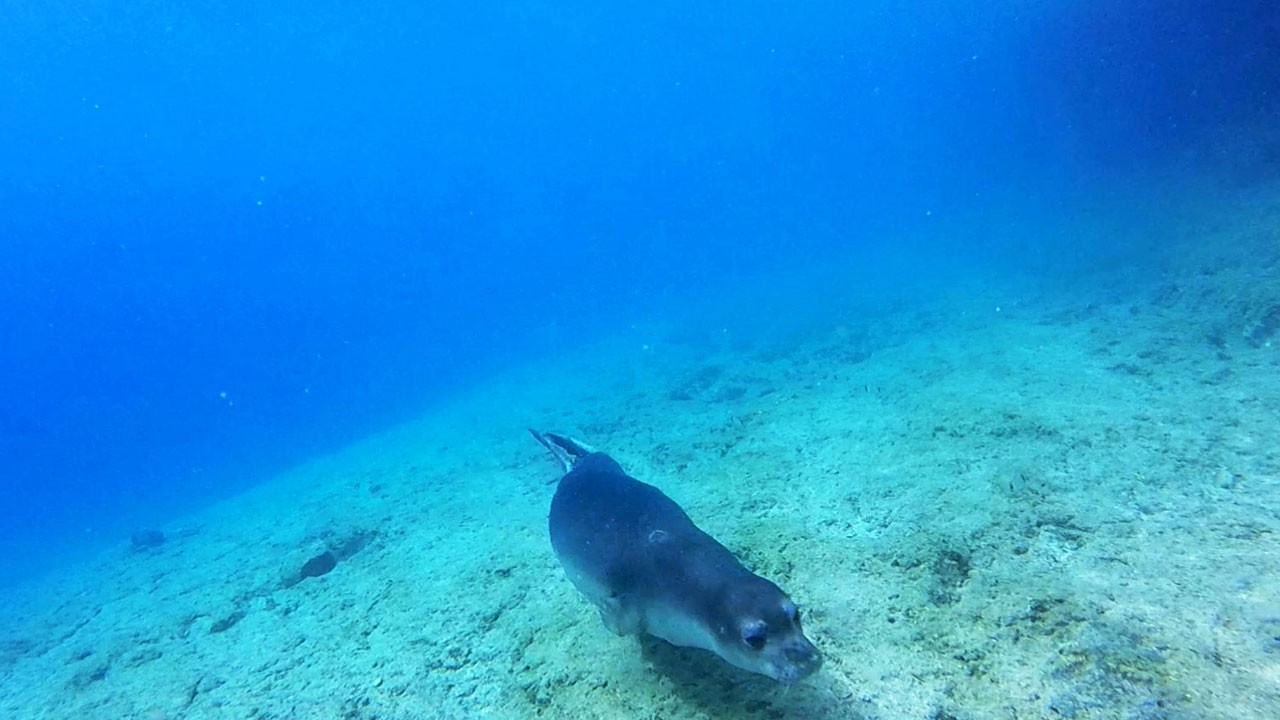 Ciddi tehdit altındalar! Akdeniz’in sessiz çığlığı