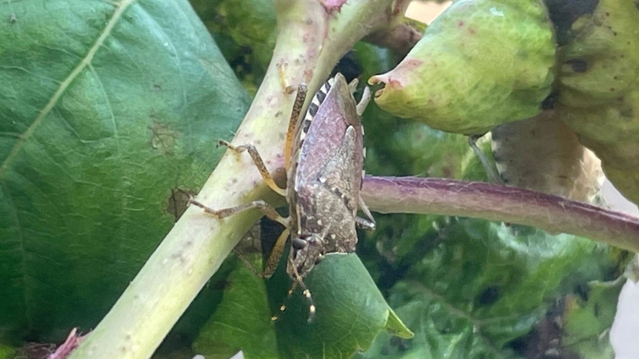 Çiftçilerin düşmanı! Kabus geri döndü