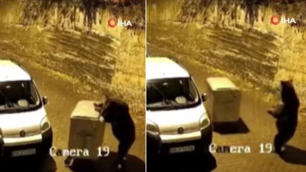 Çöpte yiyecek çıkmaması ayıyı kızdırdı! Çöp kutusunu yokuş aşağı yuvarladı