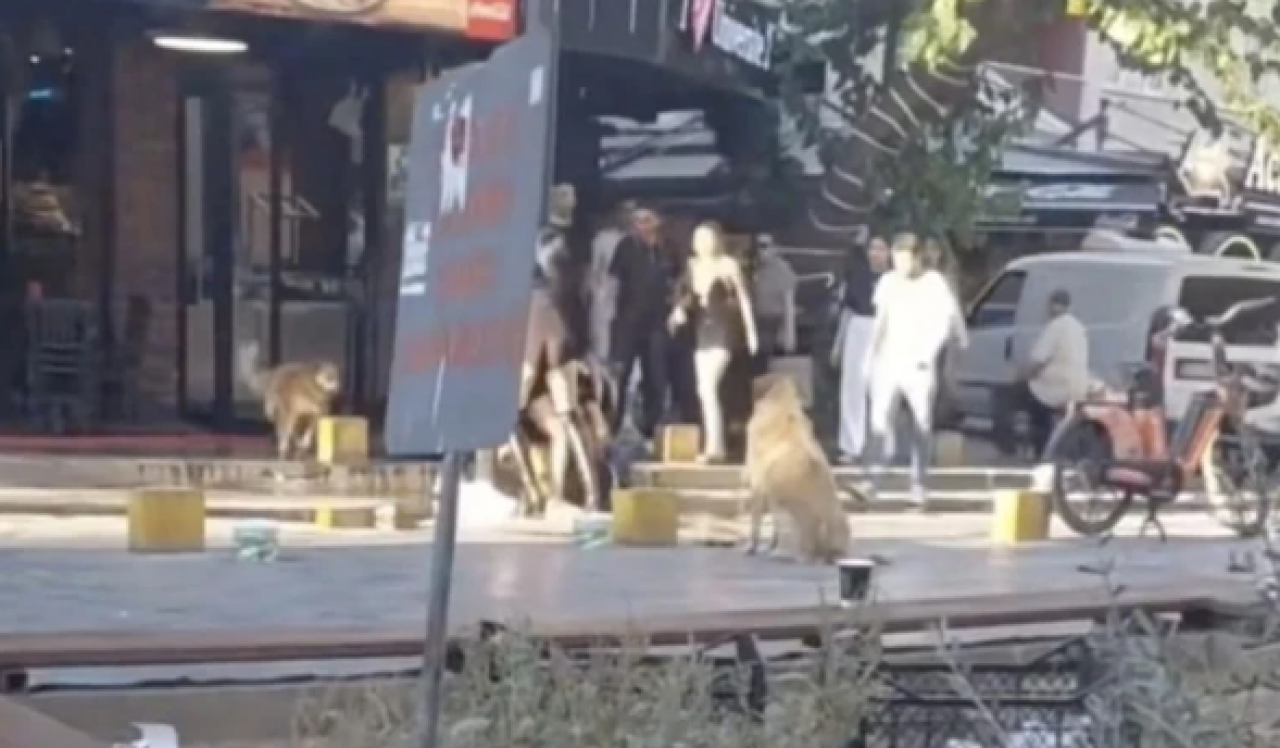 Çöpü, kokuyu, patlayan rögarları unuttular! Hizmet fukarası İzmir'de akıl almaz obez köpek kavgası