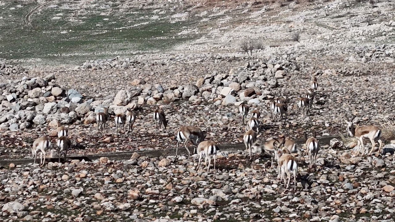 Cudi Dağı’nda sevindiren görüntü!
