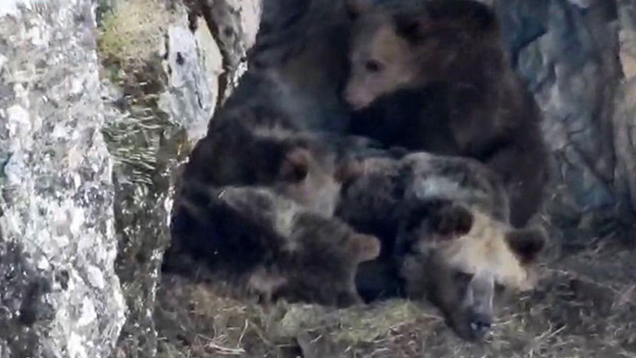 Dağcının kamerasına takıldı! Ayı ailesinin kış hazırlığı böyle görüntülendi