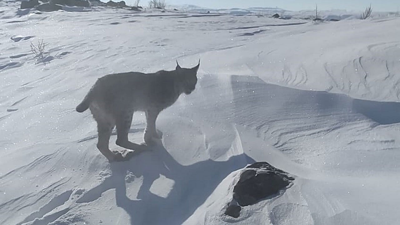 Dağda karşılaştı, saniye saniye kaydetti
