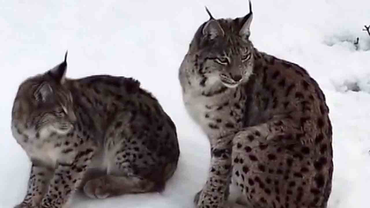 Dağların hayaleti drona yakalandı: Nadir tür kısa sürede gözden kayboldu