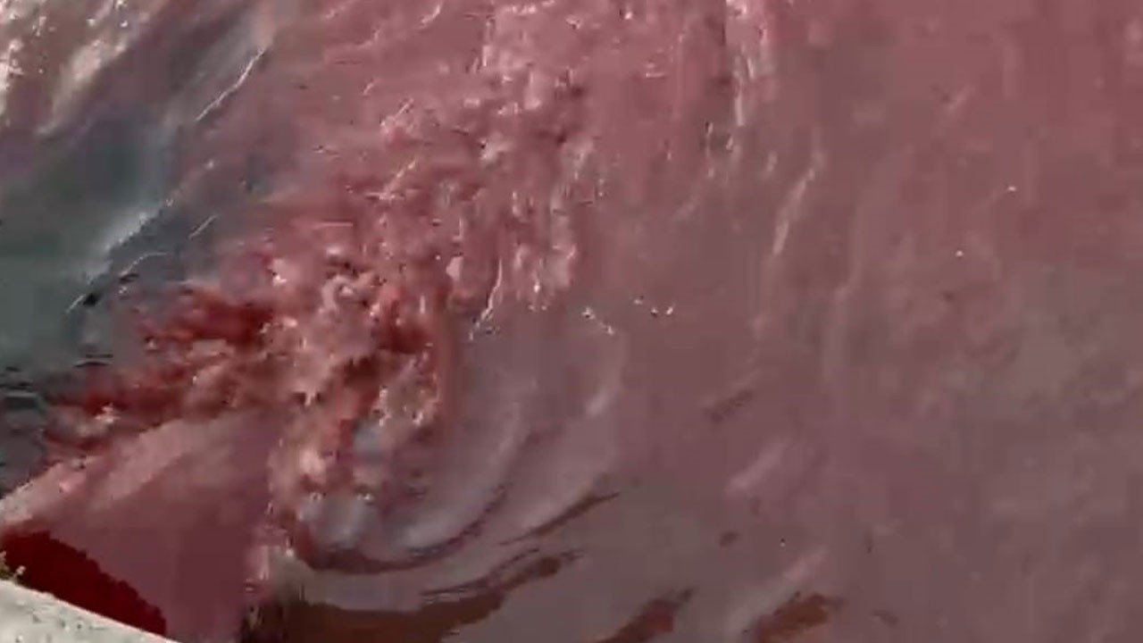 Deniz kıpkırmızı oldu! Kıyıda olağan dışı manzara