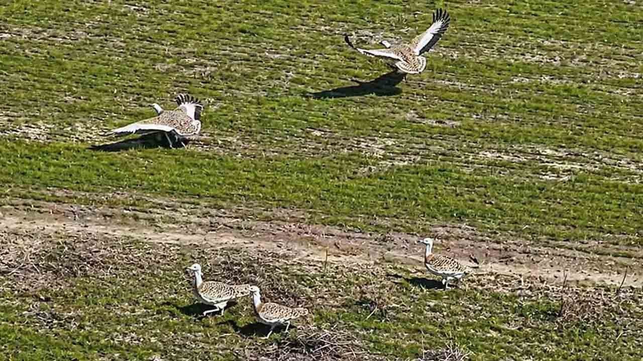 Dev kuşlar geri döndü: Nesli tehlikedeki Toylar Muş’ta görüntülendi