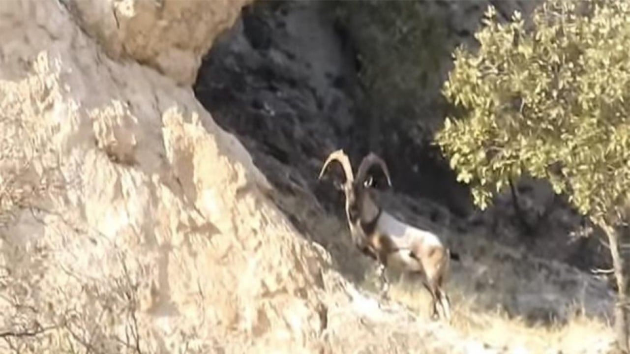 Diyarbakır'da koruma altındaki dağ keçileri görüntülendi