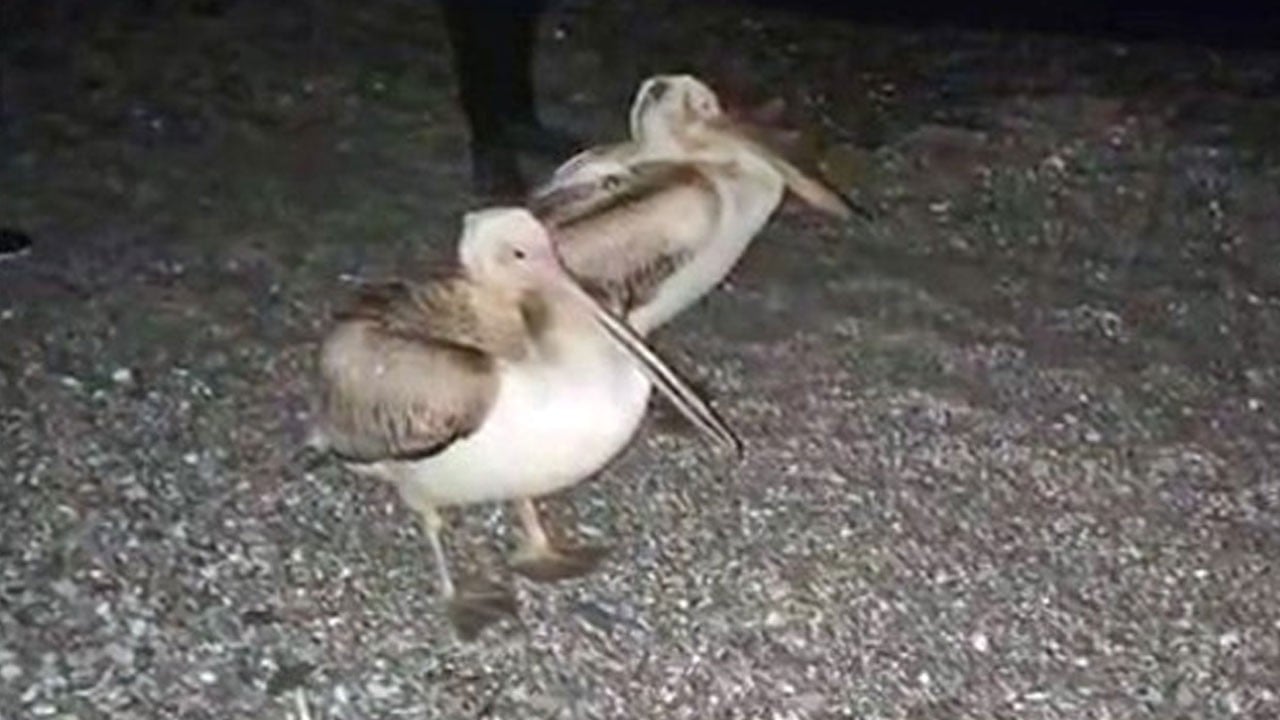 Dünyaca ünlü sahilde Pelikan görüldü