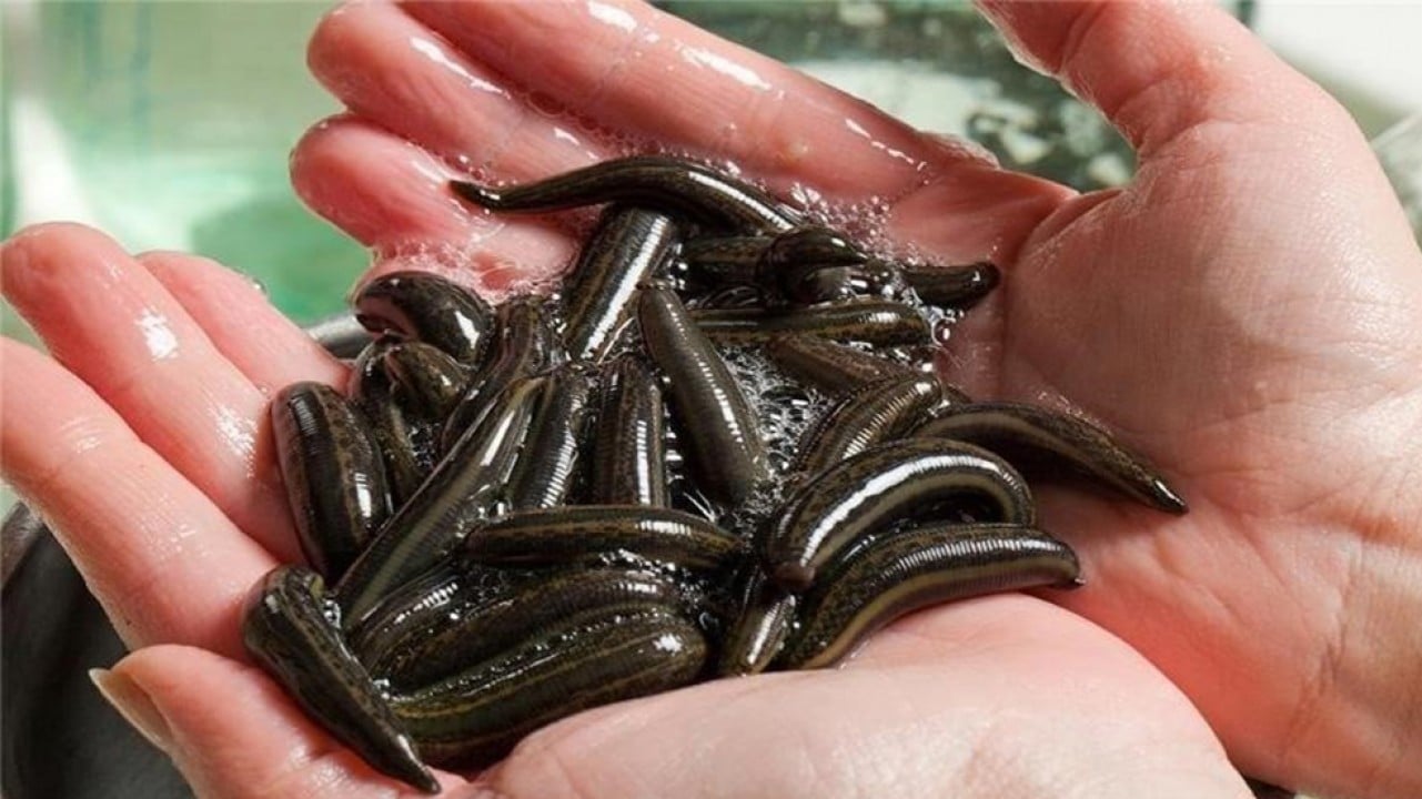 Eğirdir'de yılda 20 bin tıbbi sülük üretiliyor