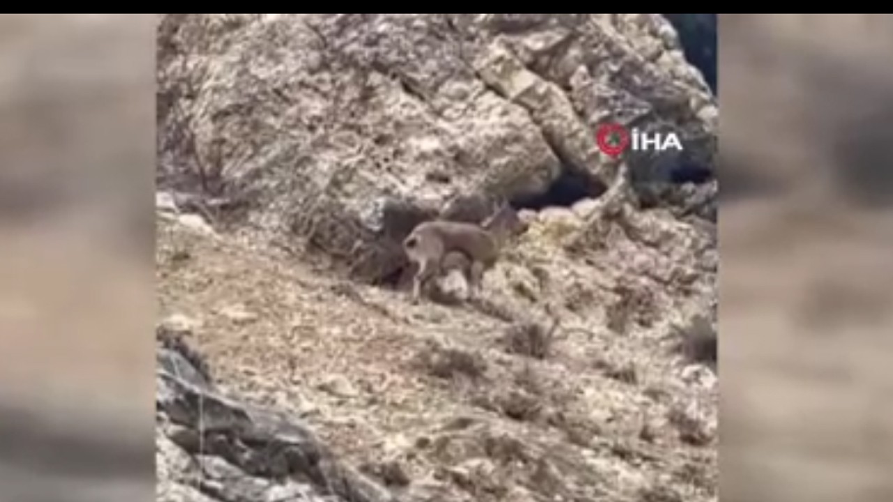 Elazığ'da 3 ayaklı yaban keçisi yaşam azmiyle şaşırttı