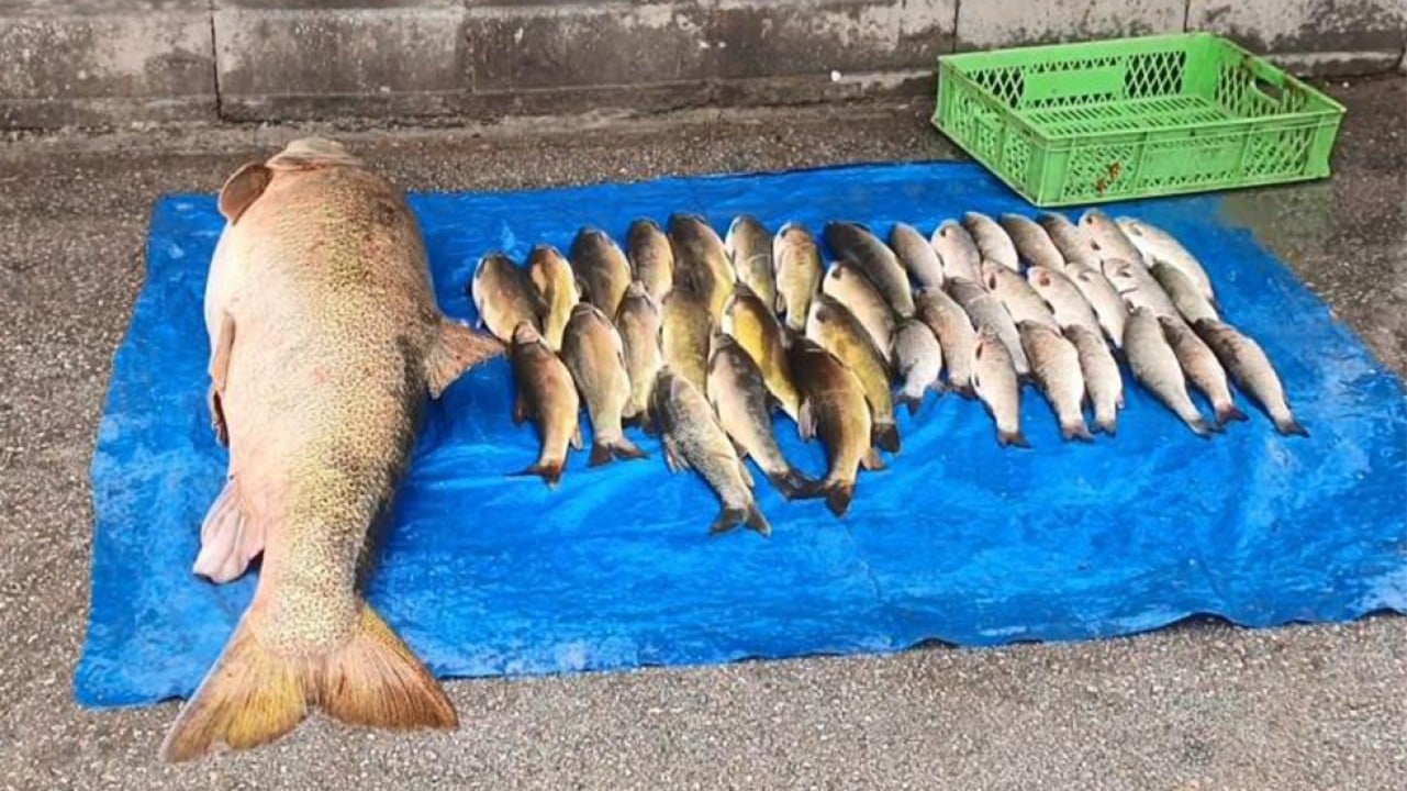 Elazığ'da 52 kiloluk dev turna balığı görenleri şaşırttı