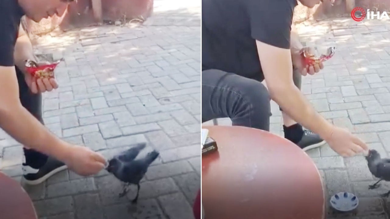 Elazığ’da bir vatandaş kargaya kek ısmarladı