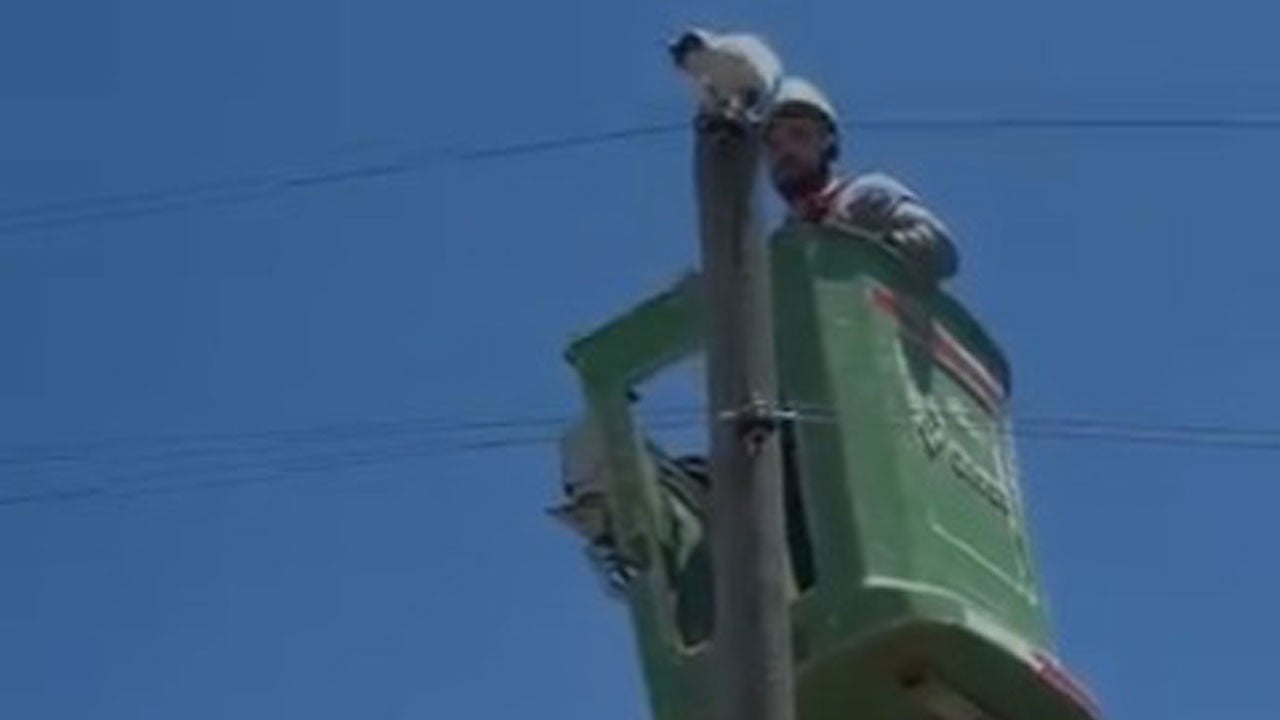 Elektrik direğinde mahsur kaldı! Yaramaz kedi ekipleri seferber etti