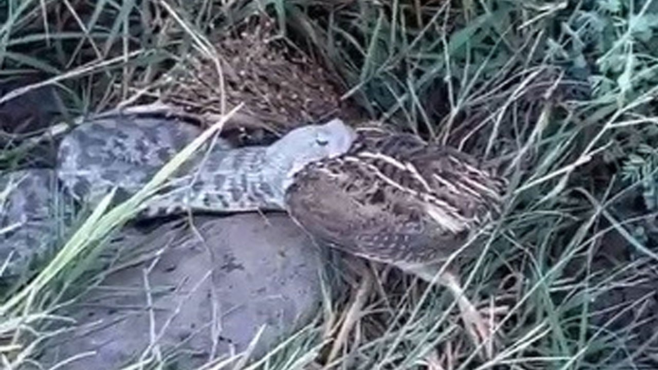 Engerek yılanının bıldırcın avı kamerada 