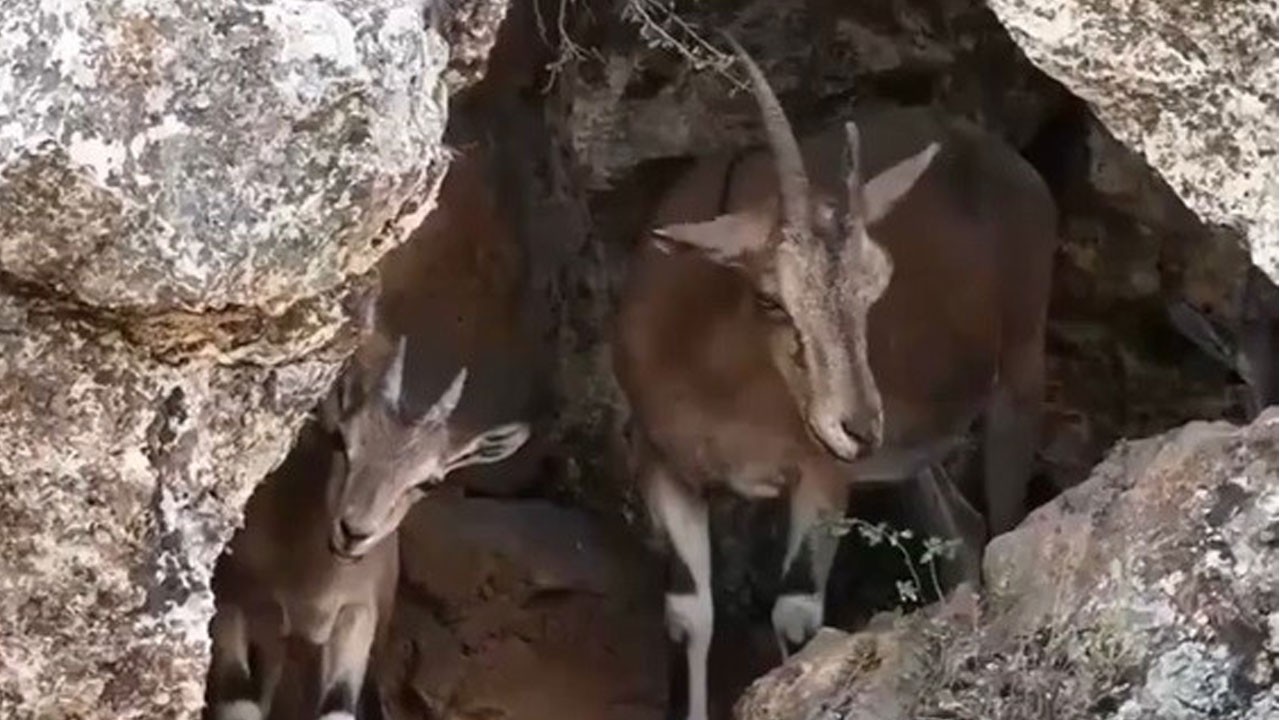 Erzincan’da dağ keçileri kamerada