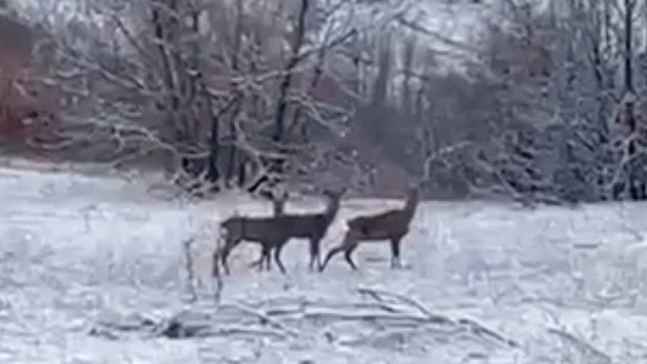 Erzincan’da kızılgeyikler böyle görüntülendi