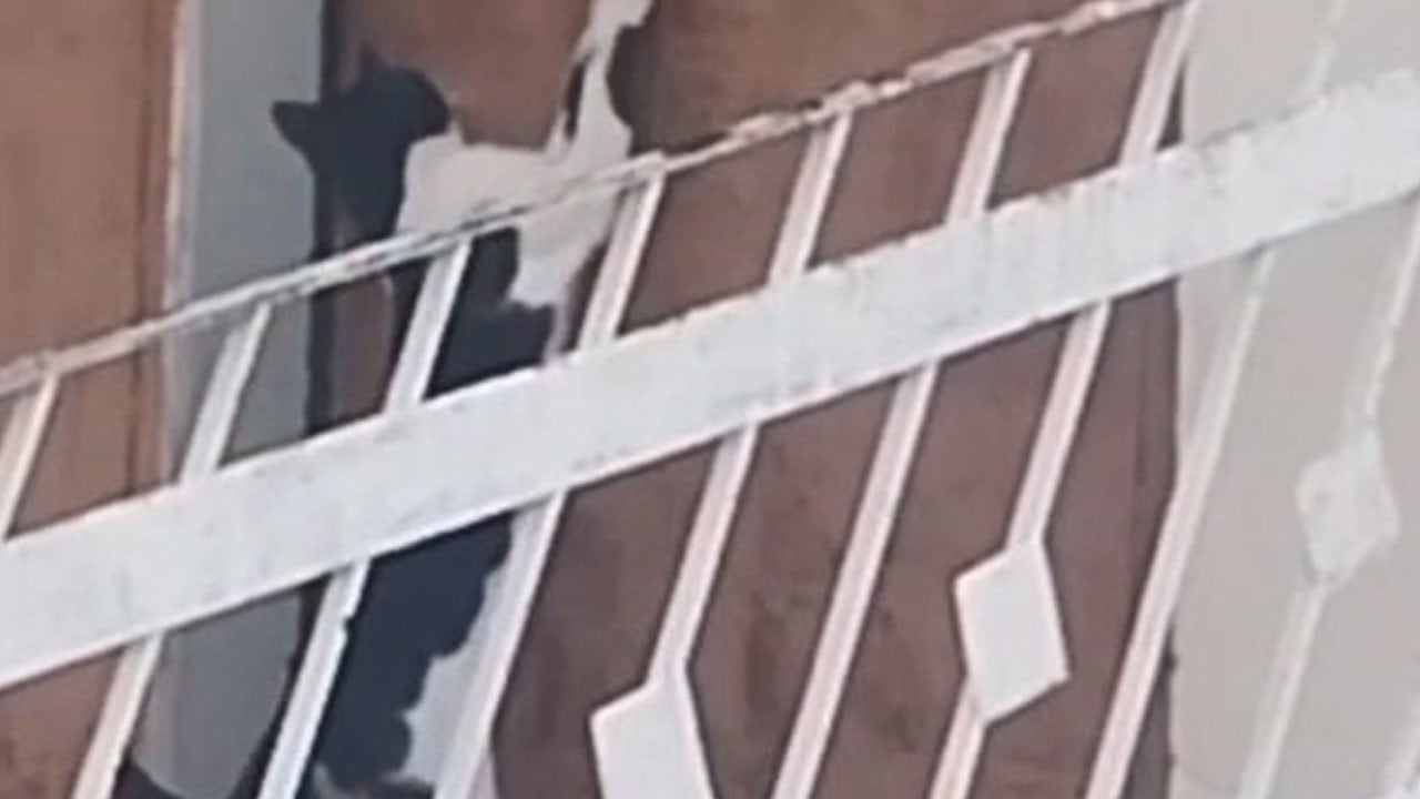 Eve iplerle giren kedi kapıda kimseyi beklemedi! Telefon kamerasına yansıdı! Bakın ne yapıyor