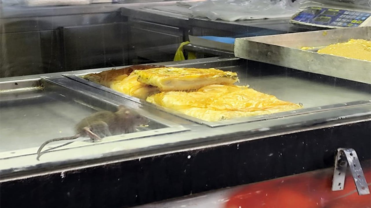 Fareli köyün değil İzmir faresinin börek keyfi!