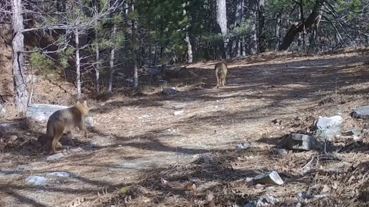 Fotokapana kapandılar! Ormanın gizli devriyesi görüntülendi