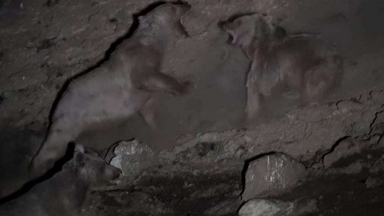 Gece boyunca süren boz ayıların yiyecek dövüşü kameraya yansıdı! Vatandaşların ödü patladı