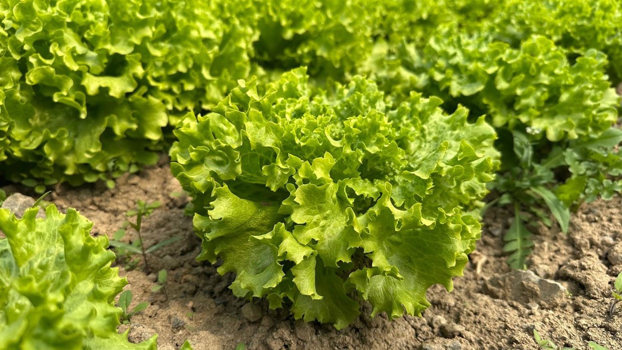 Geçen yıl tarlada kaldı, bu sene altın değerin!