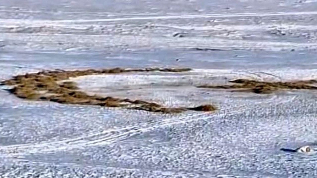 Genç besiciden dikkat çeken çalışma! Karla kaplı arazide ay yıldız