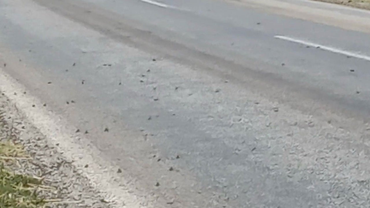 Görenler şaşırdı kaldı! Binlerce kurbağa aynı anda yoldan geçmeye çalıştı